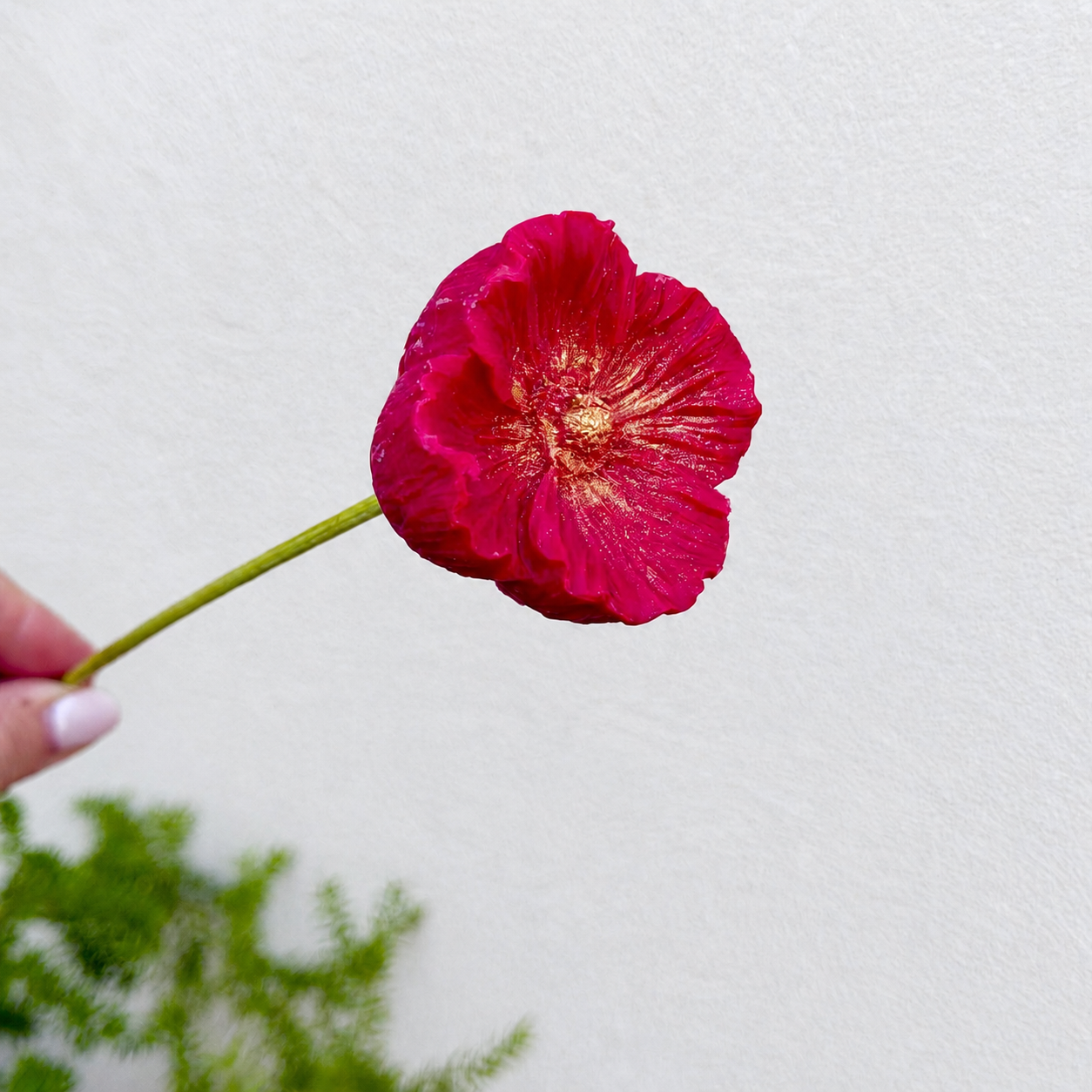 fleur coquelicot