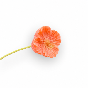 Fleurs de cire  MONOÏ