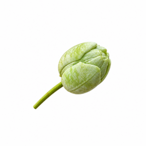 Fleur CHEVREFEUILLE
